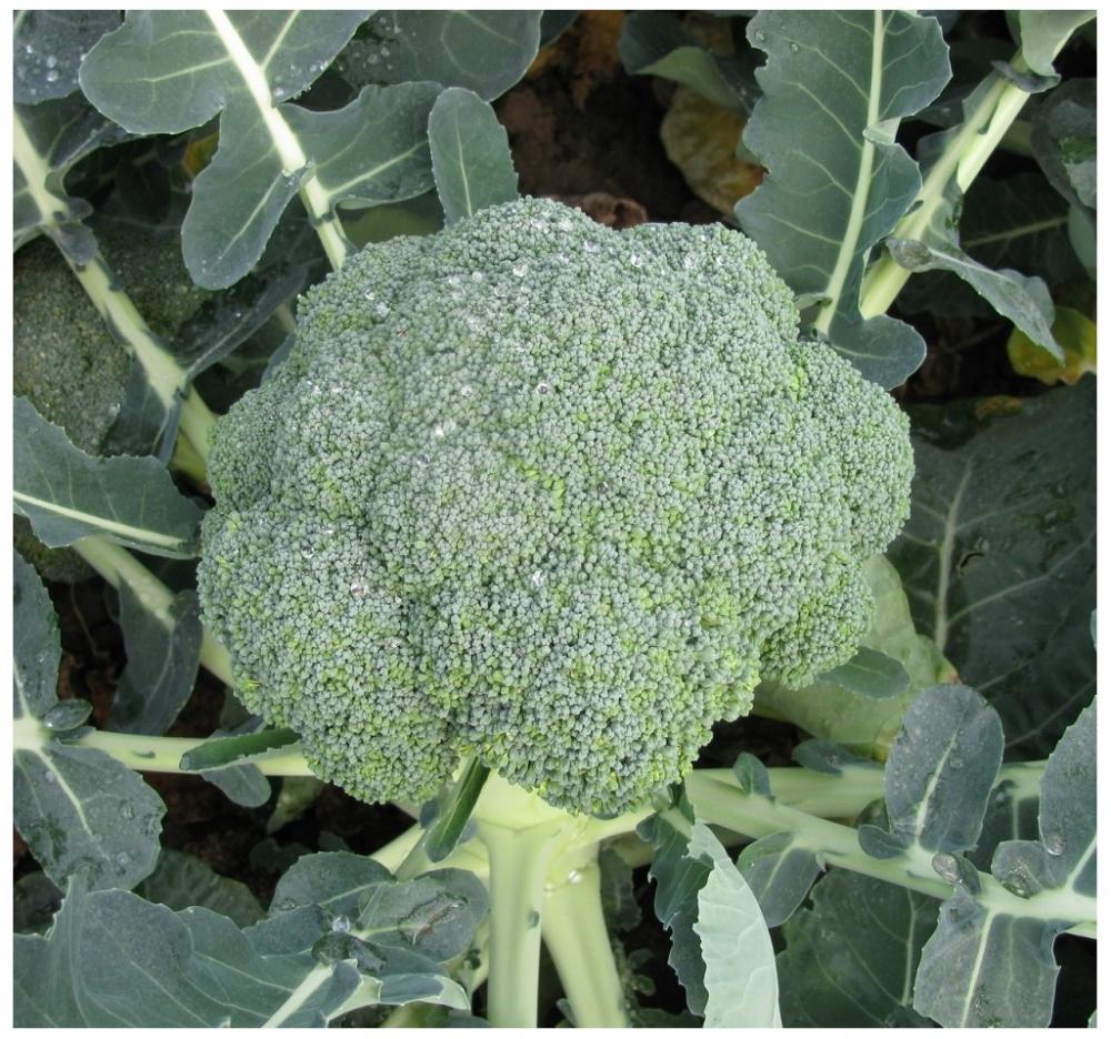 BROCCOLI SEEDS - HUGE SELECTION OF VARIETIES | eBay